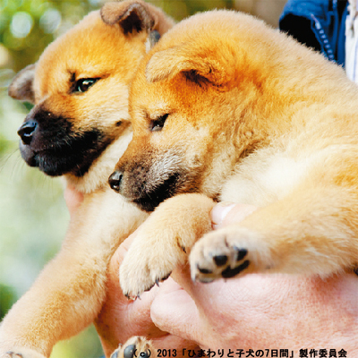 映画『ひまわりと子犬の7日間』～すばる映画祭～画像