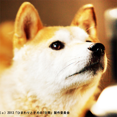 映画『ひまわりと子犬の7日間』～すばる映画祭～画像
