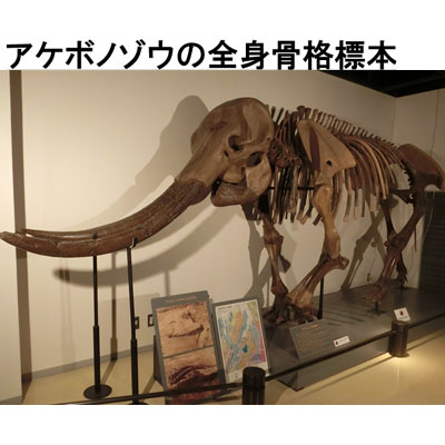 １００万年前の古代ゾウ（アケボノゾウ）全身骨格標本の展示画像